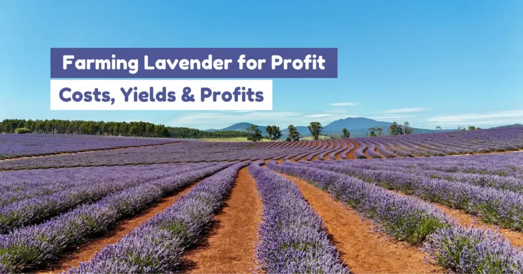 farming lavender for profit