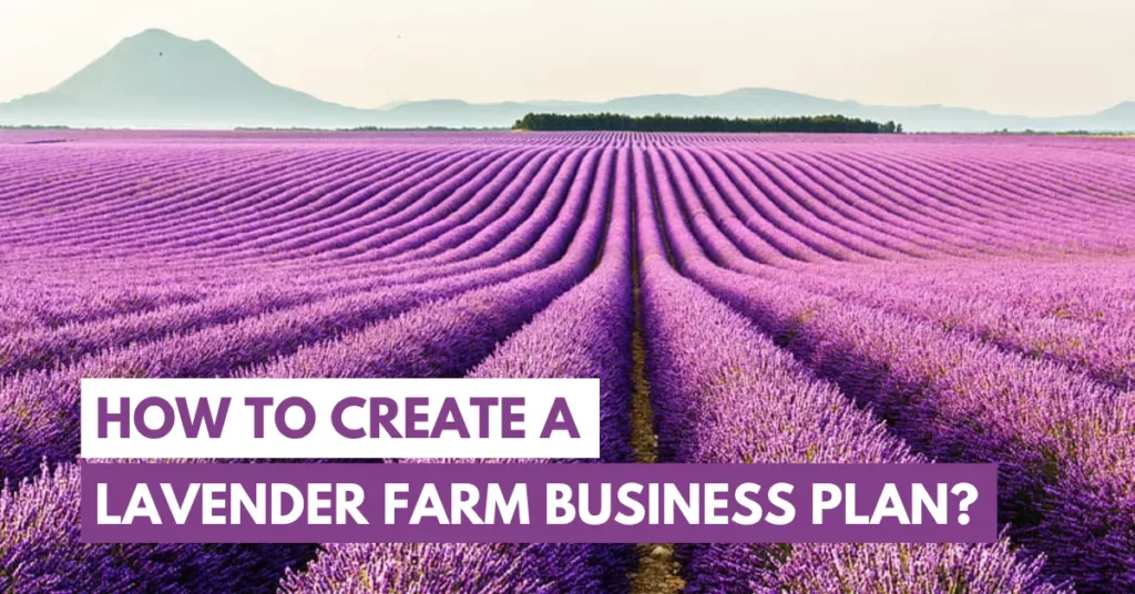 lavender farm business plan
