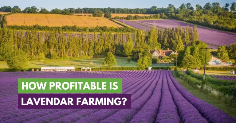 lavender farming profits